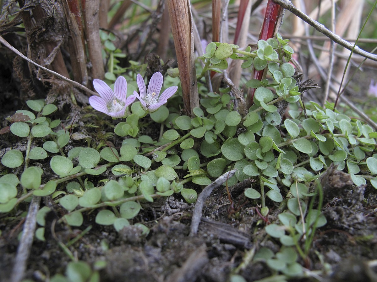 Anagallis tenella, Bog Pimpernel